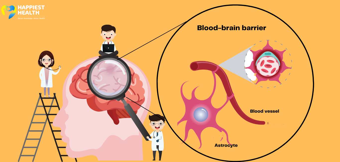 Blood-brain barrier: the neural bodyguard | Happiest Health