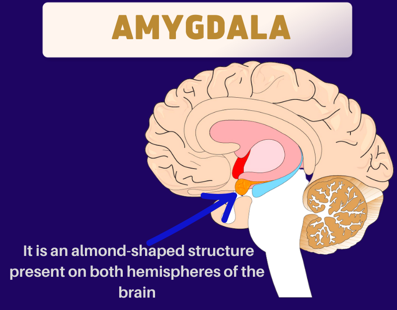 Amygdala: The emotional processor of the brain | Happiest Health