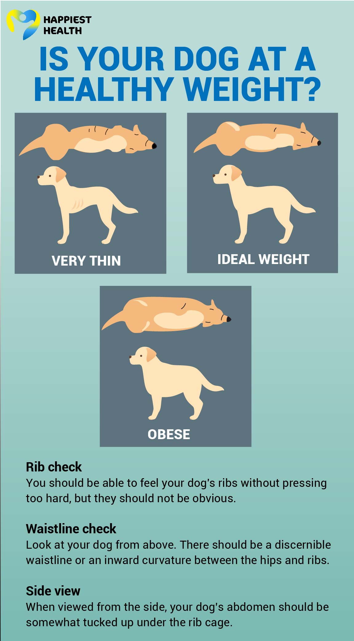 Obesity in dogs Risks and prevention   Happiest Health