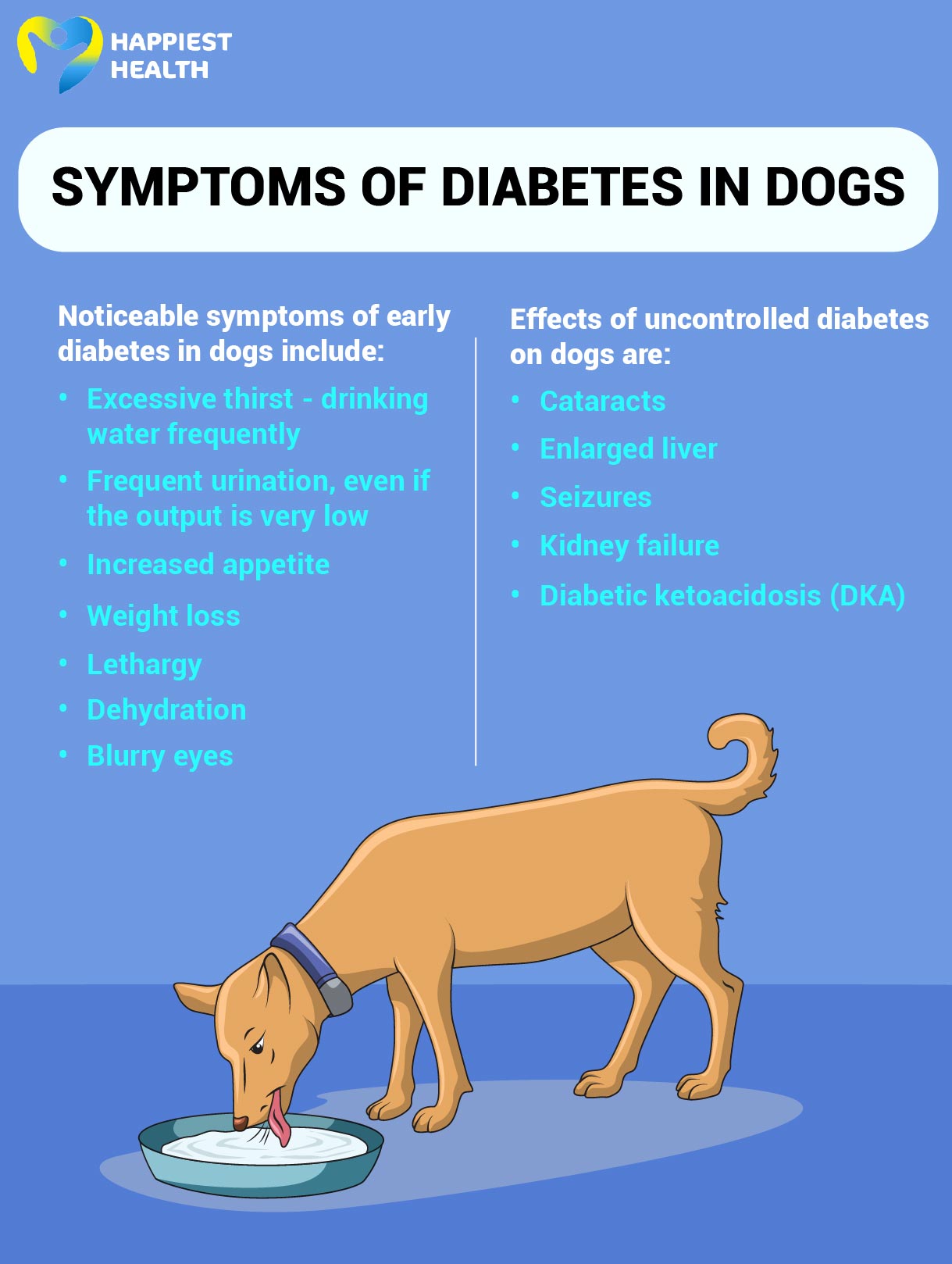 Diabetes Symptoms In Dogs